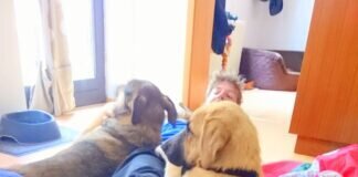 Rudo sucht Menschen zum Liebhaben!