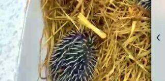 Geschichten, die der Tierschutz schreibt!