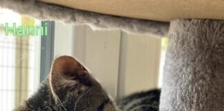 Zwei Katzenkinder auf der Suche nach lieben Menschen! Zuhause gefunden!