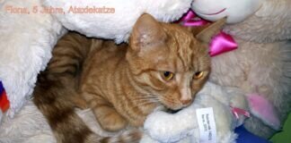 DREI NOT”FELLCHEN” BITTEN UM HILFE! Vermittelt!