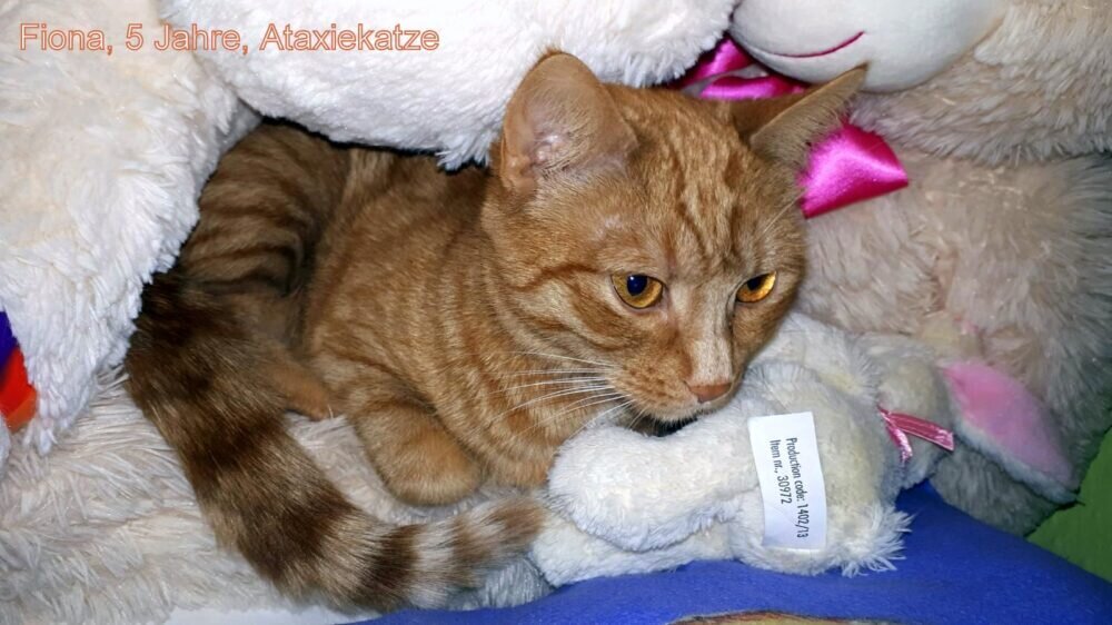 IMG-20210824-WA0008-1