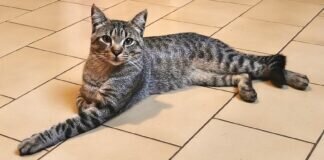 Kleiner Feger LUCA – VERMITTELT –