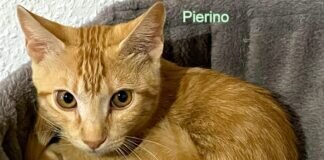 Die roten Brüderchen!