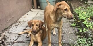 Zwei wunderhübsche Hundemädchen LILLY & MINI – VERMITTELT –