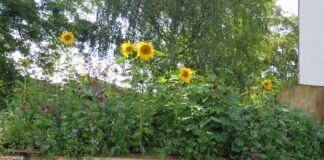 Der Kreisbauernverband wirbt für Blühflächen im eigenen Garten