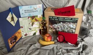 Entdeckerpaket zum Insektensommer