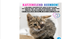 KATZENLEID BEENDEN