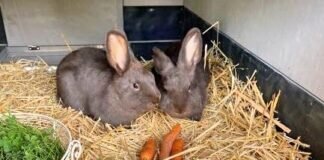 Post aus dem neuen Zuhause von LAMIA & JUNA