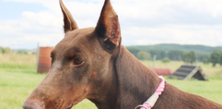 Ruhe und Sicherheit für LANA – VERMITTELT –