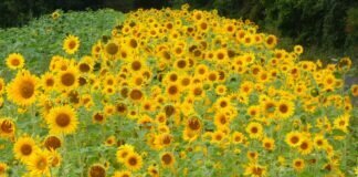 Sonnenblumen