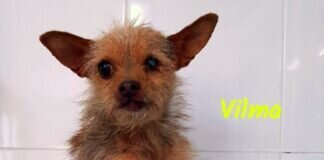 Hundezwerglein Vilma! Zuhause gefunden!