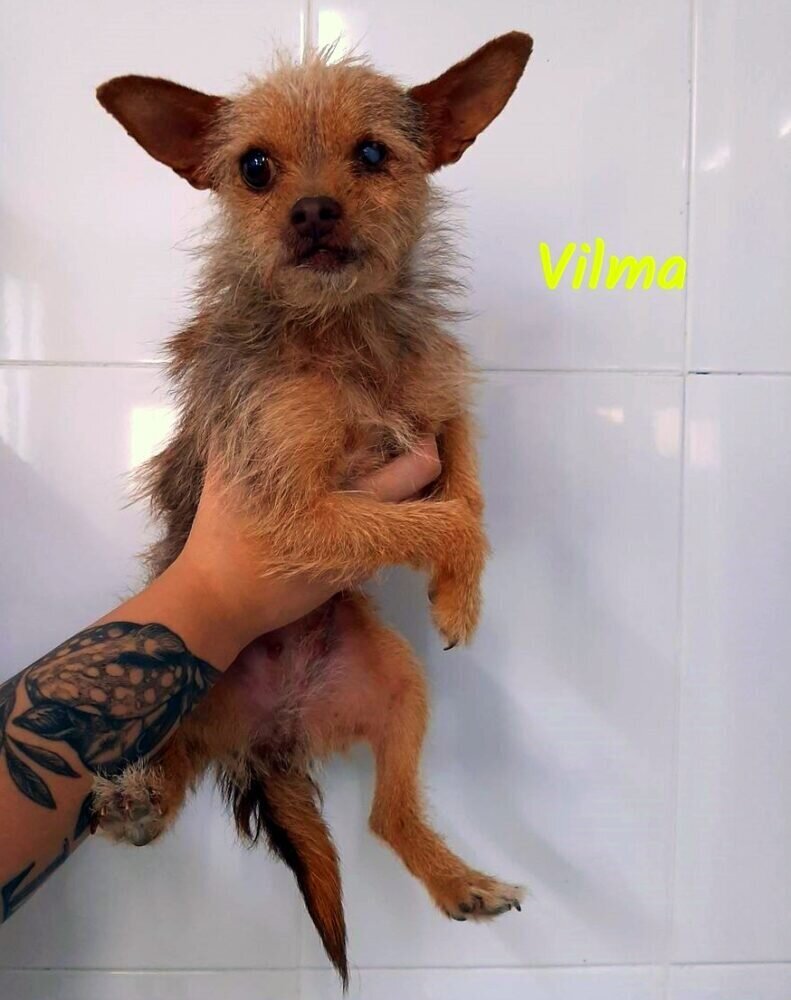 P210811_04 VILMA H (1)