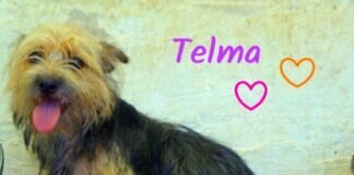 Telma auf der Suche nach lieben Menschen!