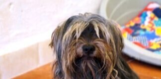 Ein süßer Wuschel!