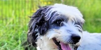 Der kleine SNOOP – VERMITTELT