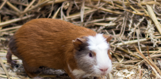 Pinky, Brain und Wolle – VERMITTELT –