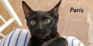 Rot und schwarz ist gleich Katzenglück!