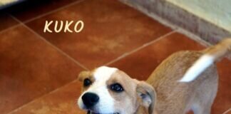 Kuko der Herzensbrecher!