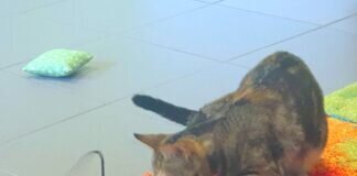 Sada und Sofia, zwei Kitten zum verlieben!