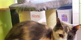 Die traurige Nora! Zuhause gefunden!