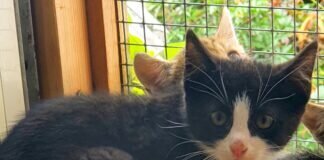 Vom kleinen Wildling zum Schmusekätzchen!