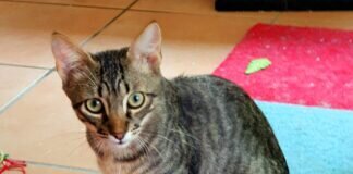 Sechs Vollgeschwister und ein “schwarzes Schaf”!