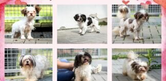 Die SHIH TZU Bande – VERMITTELT –