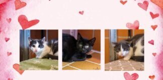 BOYKEN, ZOEY und SPENCER suchen ruhige Menschen