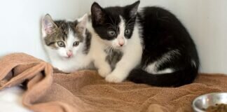 Ruhiges Zuhause für IZZY & FELIX – VERMITTELT –