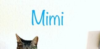 Mimi auf Wohnungssuche!