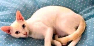 Zauberhafte Katzen suchen ein Zuhause!