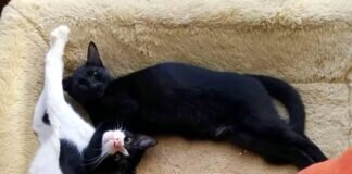 Ein Trio zum Verlieben!