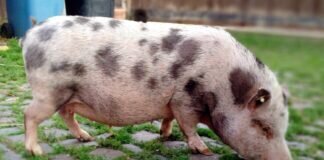 So eine Schweinerei!