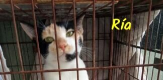 Kleine Katzenfamilie!