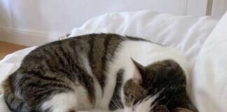 Krümel sucht dringend ein neues Zuhause – vermittelt –