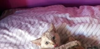 Alina und Moy möchten Ihr Herz erobern!