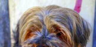 Süße, kleine Hundeomi!