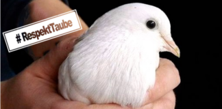 18.09. Tag des Respekts – Kampagne des Deutschen Tierschutzbundes