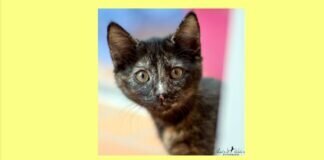 Verspielt und neugierig – SOPHIE – VERMITTELT –