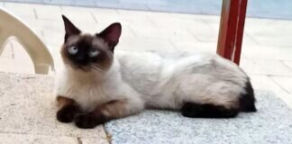 Luisito, der Schmusekater!