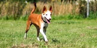 Aktive, sportliche YUMA – VERMITTELT –