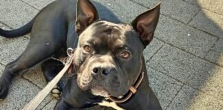 Not-Fellchen DJANGO – VERMITTELT –