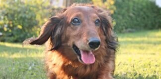 Wer hat ein großes ❤️ für eine süße Dackel Dame? – VERMITTELT –