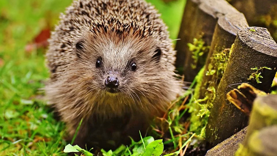 hedgehog-child-1759027_960_720 2_Fotor