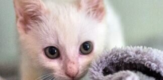 Handaufzucht PEETA – VERMITTELT –