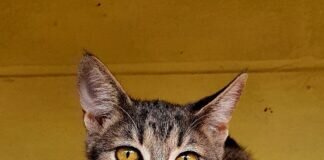 Dürfen Tóto und Mia Ihr Herz erobern? Zuhause gefunden!