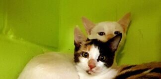 Weiß und bunt ergibt ein Taumpaar!