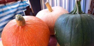 Die Kürbiszeit ist wieder angebrochen was für eine bunte Pracht