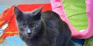 Der blaue Traum! Zuhause gefunden!