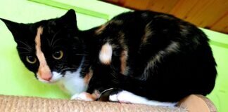 Die zauberhafte Puri!